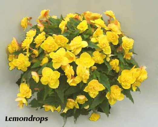 B. ‘Lemon Drops’